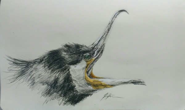 Great cormorant Sketch